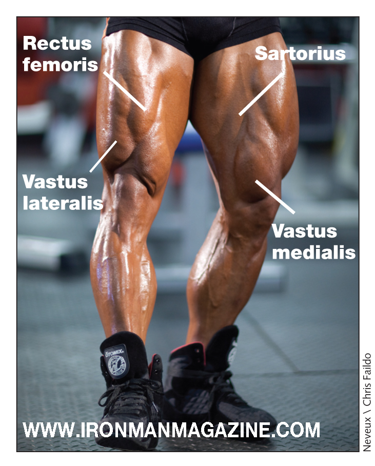 Vastus lateralis workout discount bodybuilding